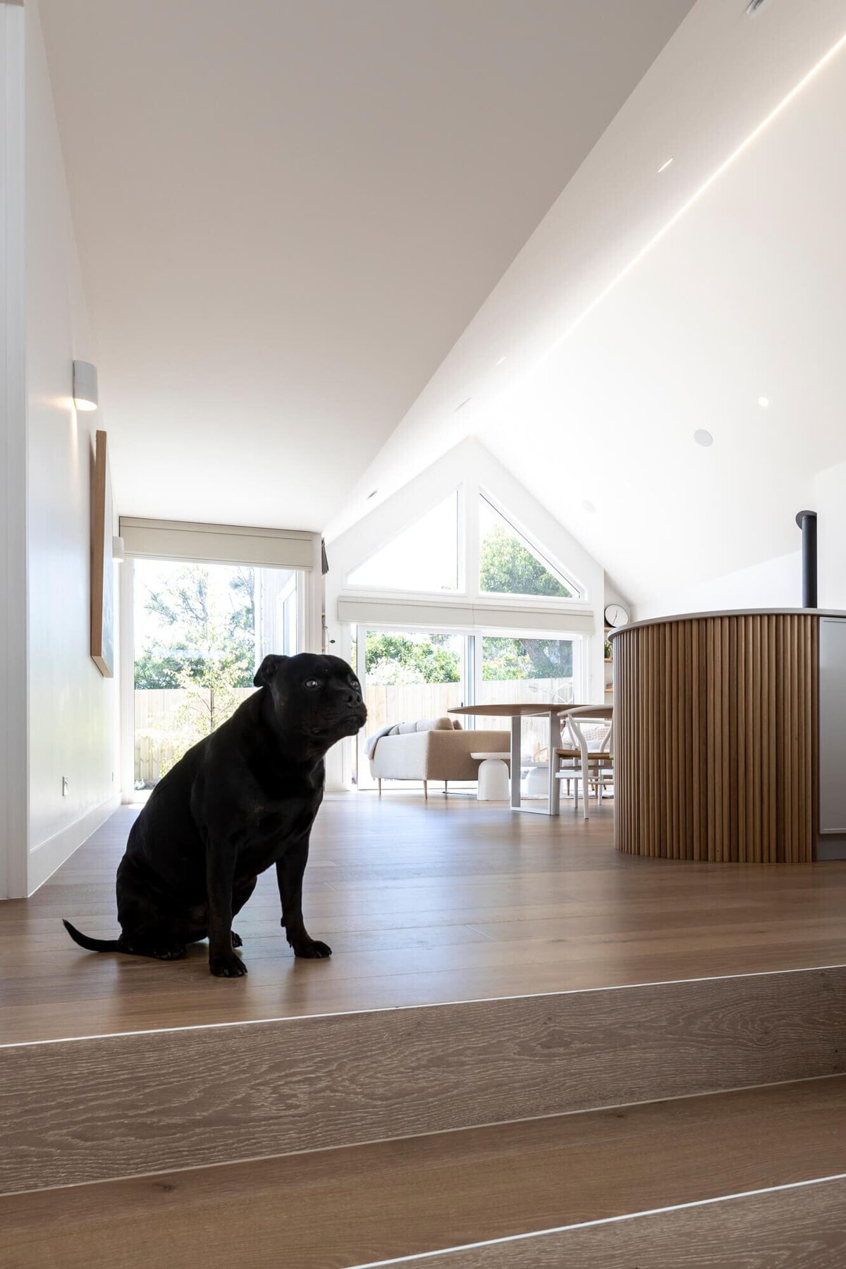 Timber Cladded Kitchen with black dog standing on stairs