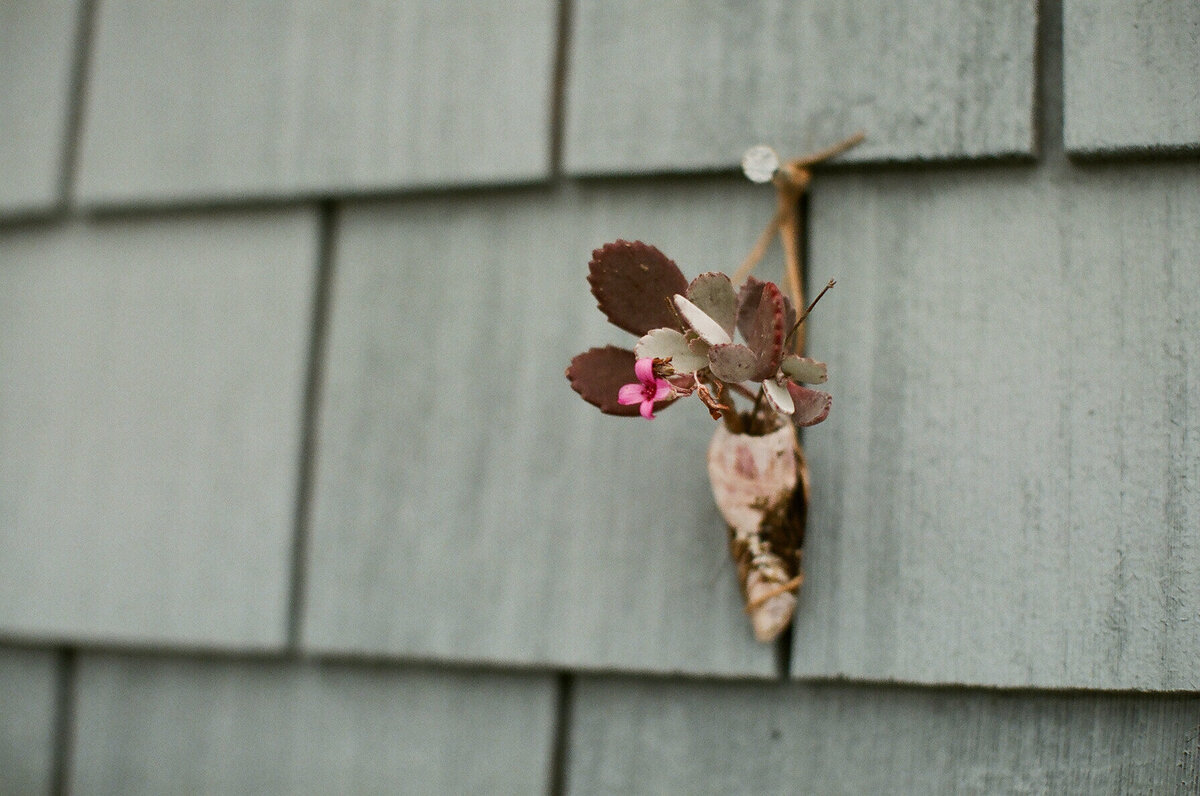 tiny missel shell hanginf on a wall with a plant in it