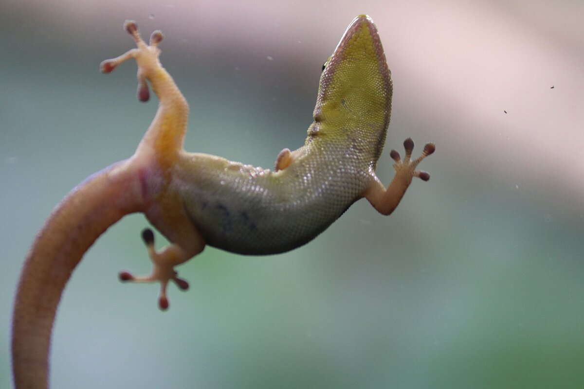Gecko-c00f10b7-2500