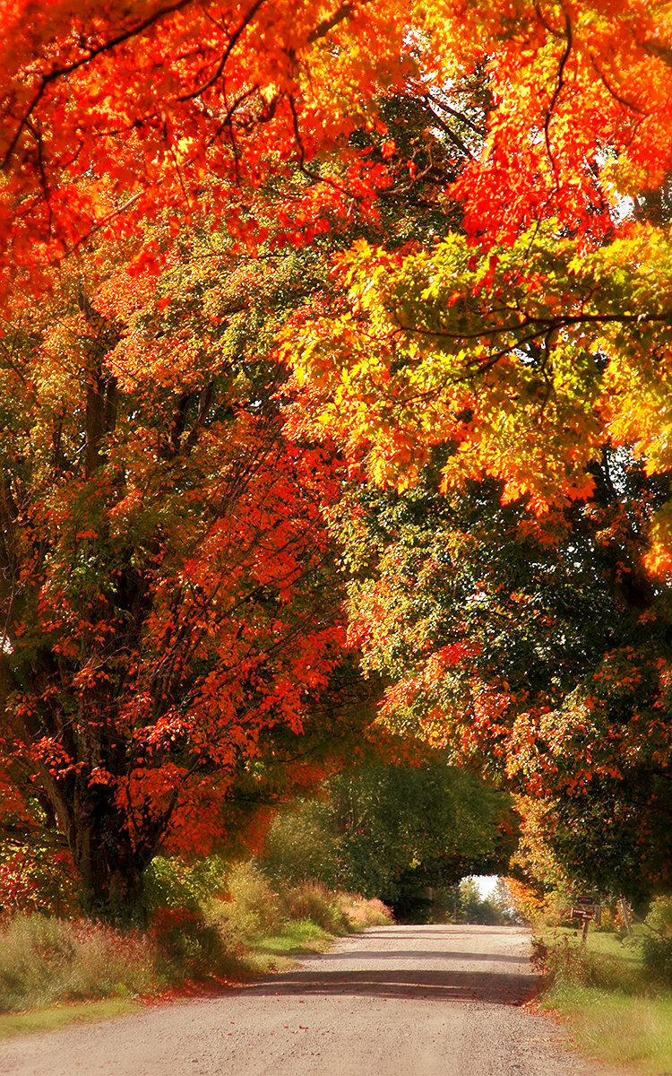 Maine - Fall Color 101 copy