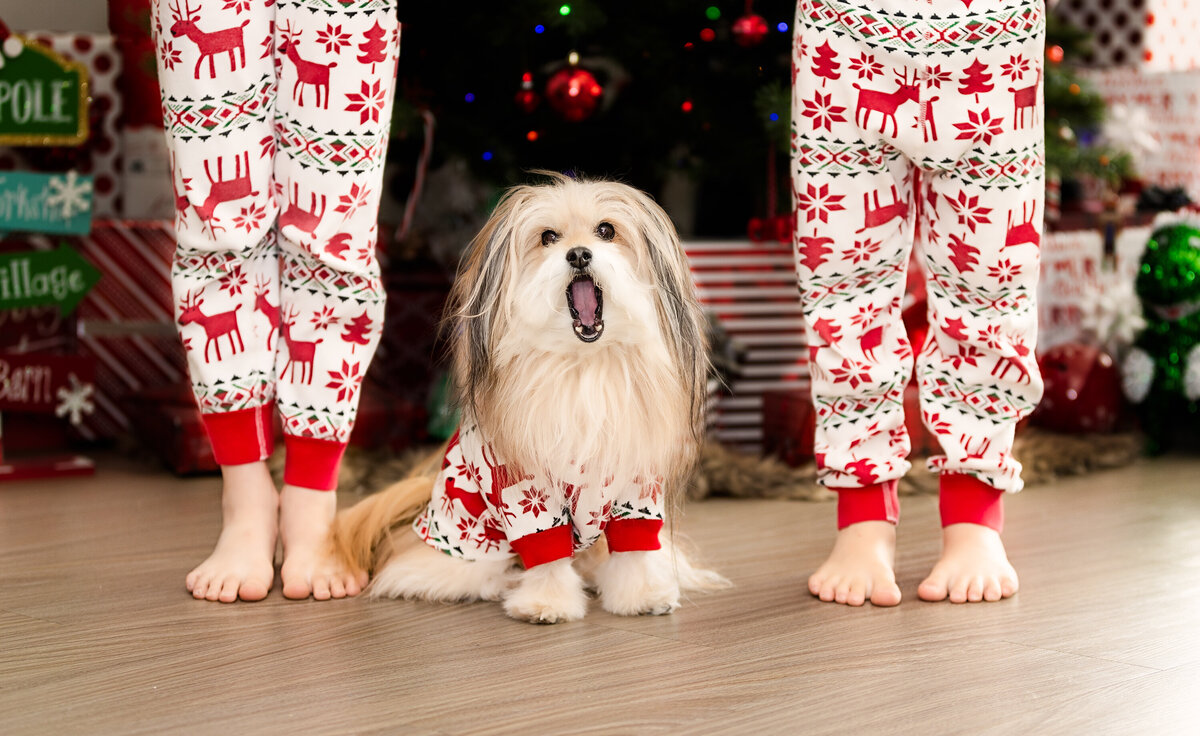 PetPhotographeInSanDiegoHeirloomMomentsPhotography