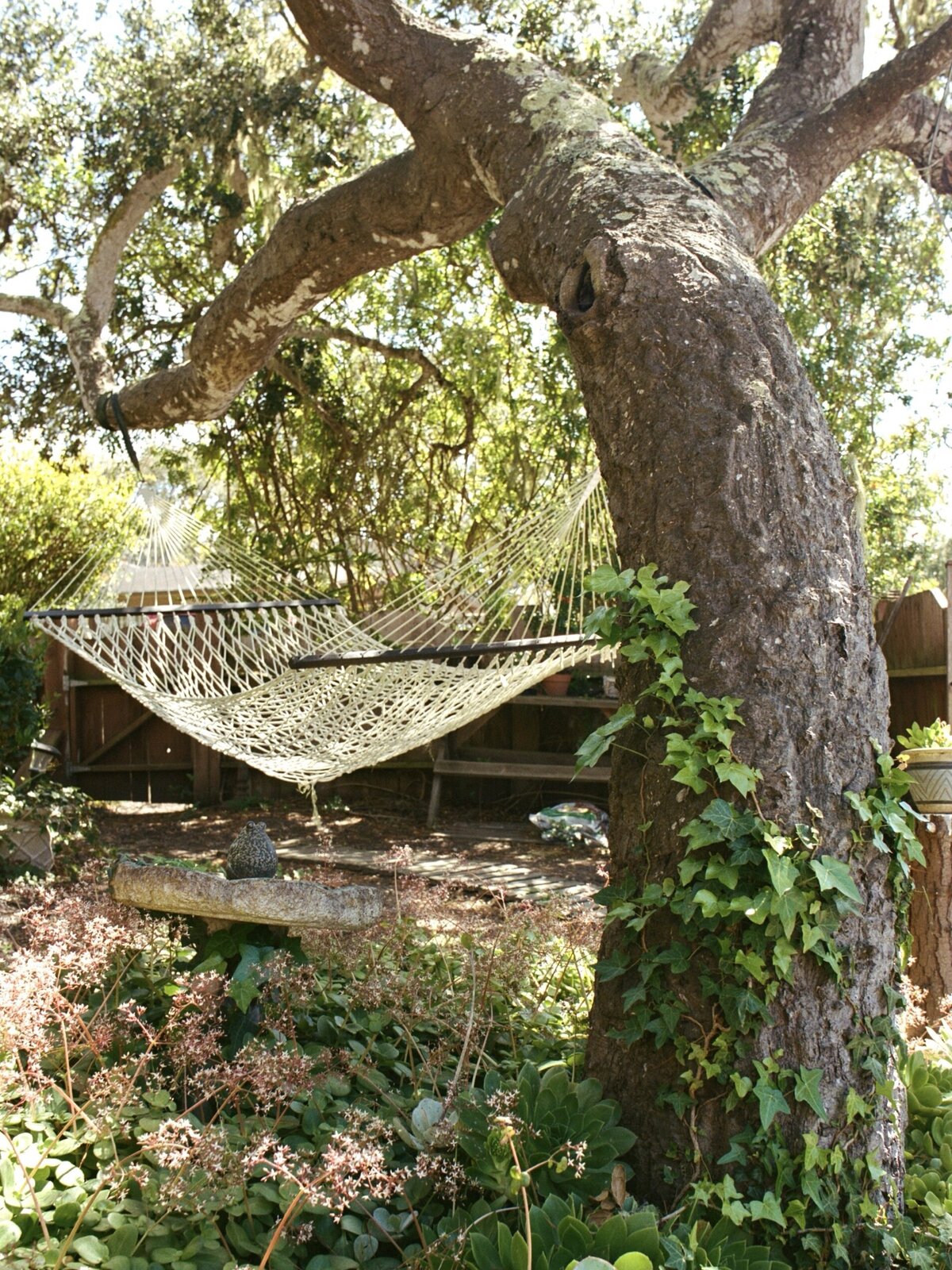 A peaceful hammock hanging from a tree covered in ivy, creating a serene, natural atmosphere in Carmel, captured by Kate Winters Photography.