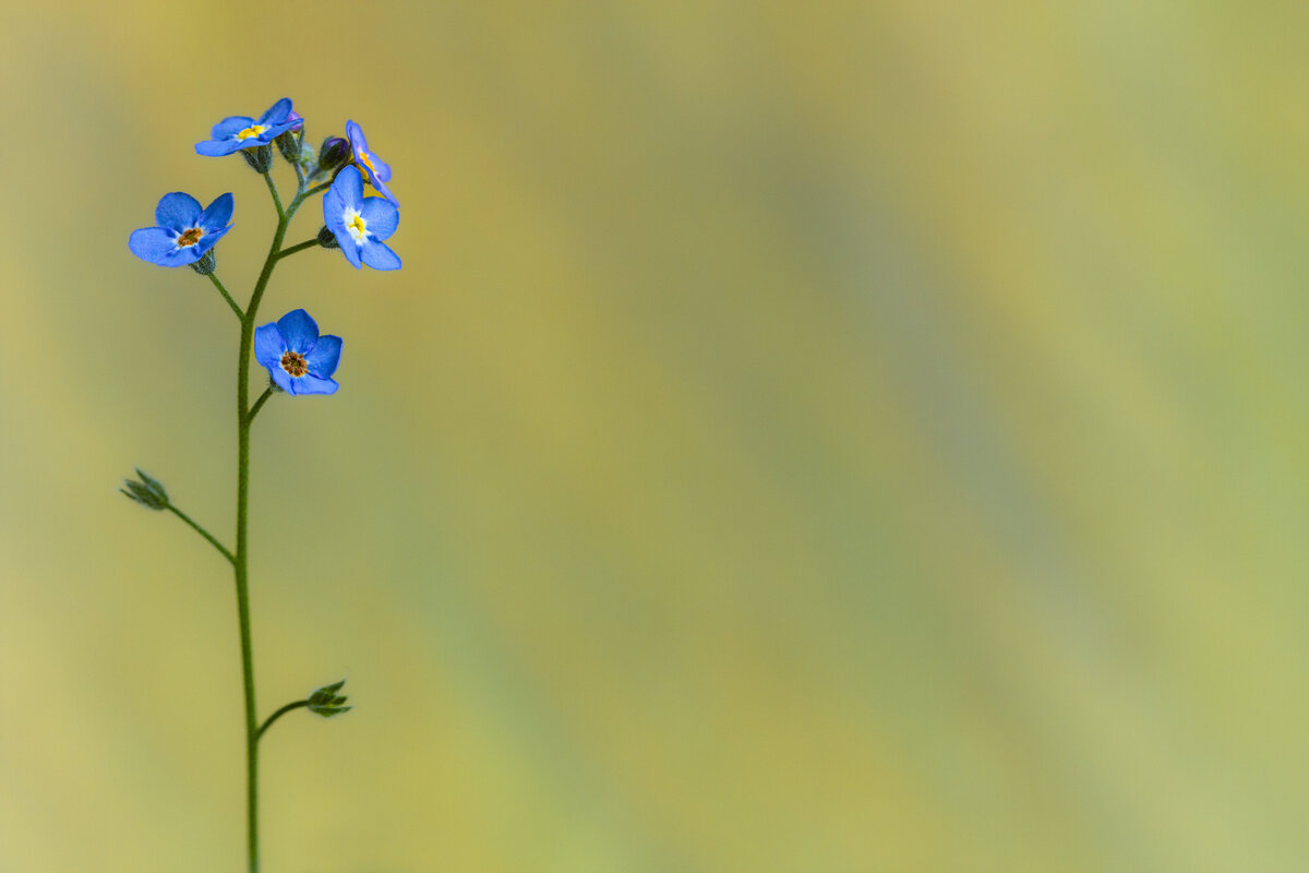 forget-me-not_0626_C1