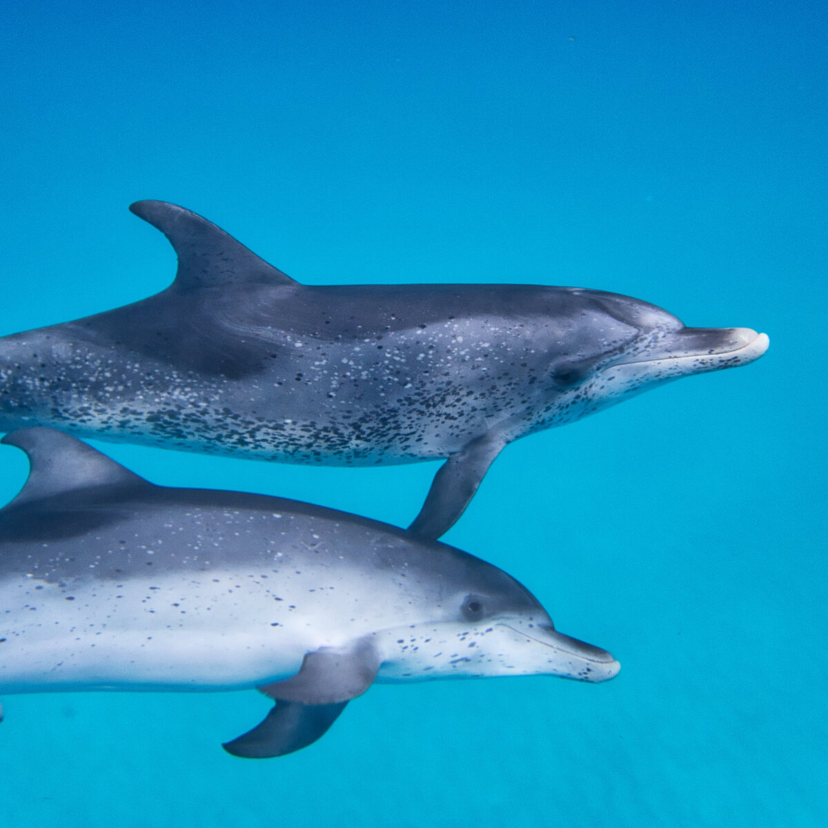 two dolphins below