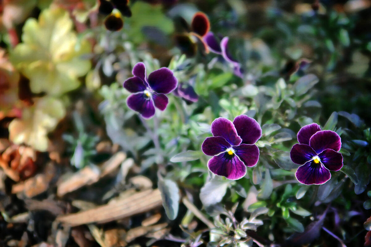 3 - Smoky Purple Violas v3 - LES