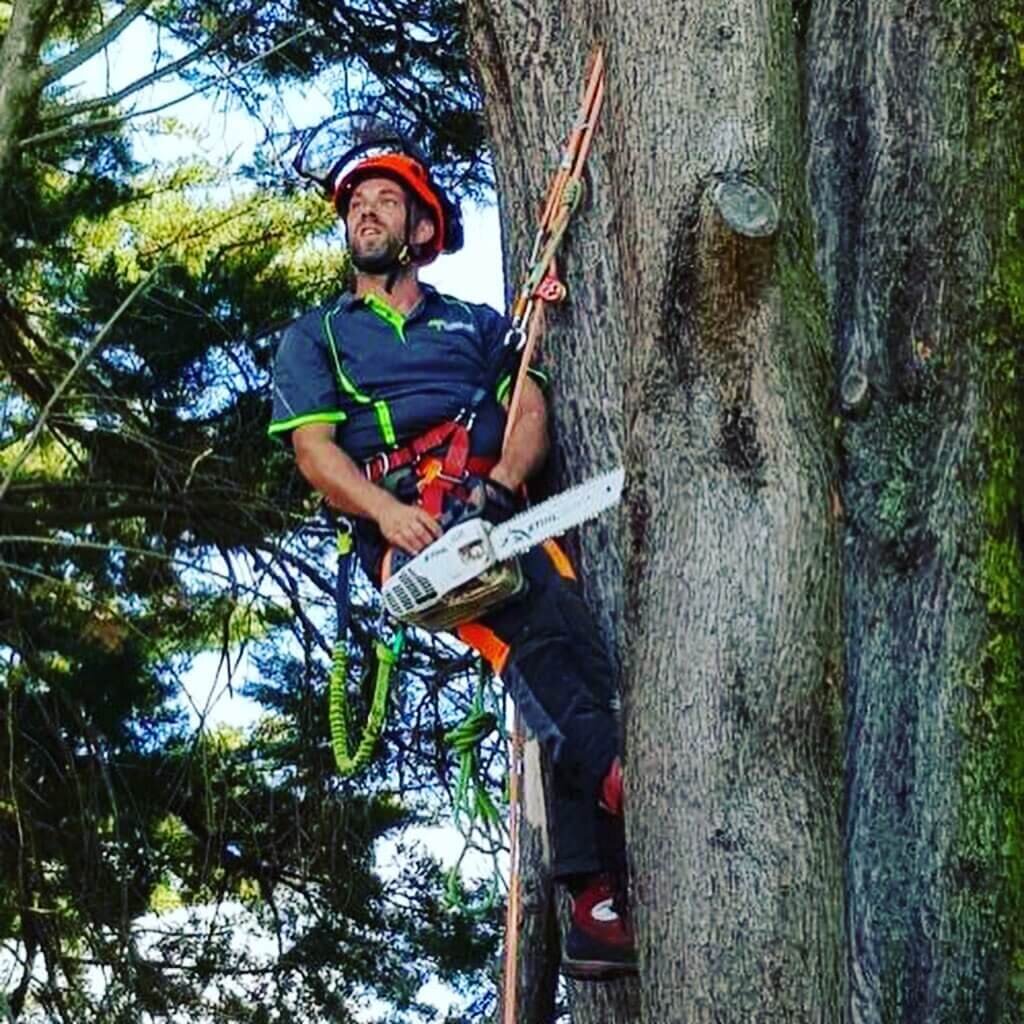 Evergreen Tree Services SA-HighClimbs006