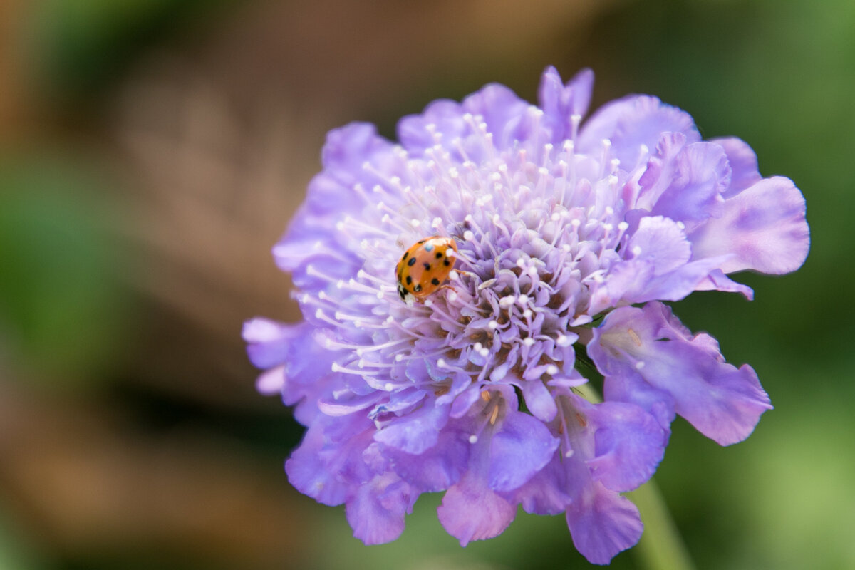 Ladybug on purple flower ©SHP 2015-0103