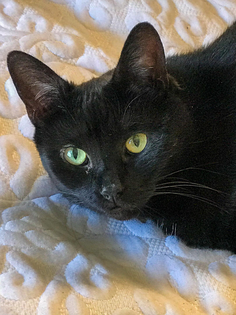 Black cat with green eyes resting indoors Alex Kaplan wedding photographer about page New Jersey