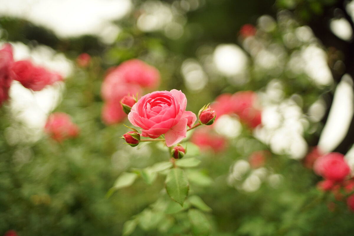 rose