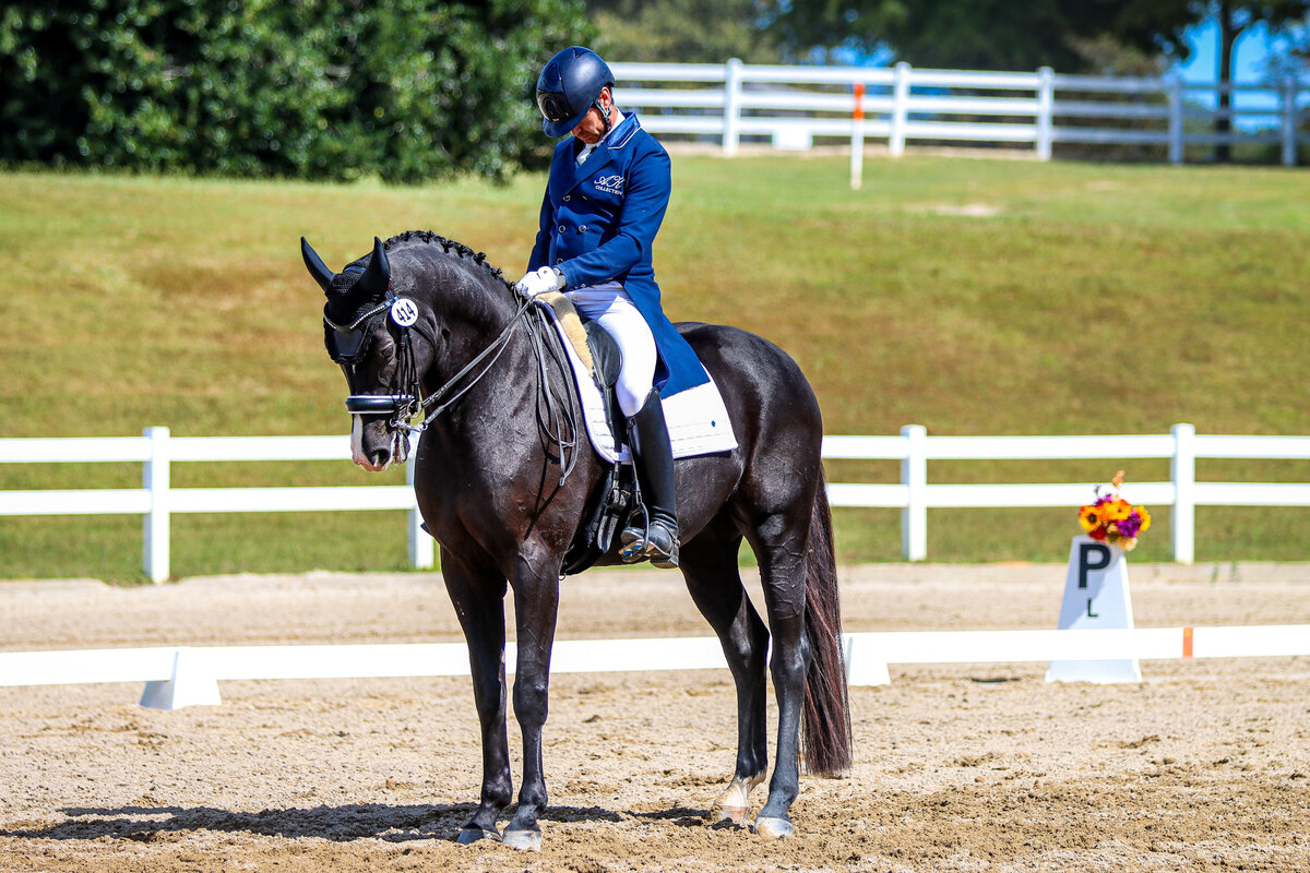 A black horse halting while its rider salutes the judge after a dressage test at the Georgia International Horse Park.