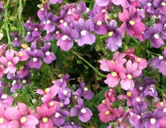 251-2366-diascia-twinspur-bg