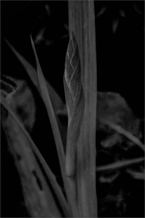 Fine Art Flower Photographic Print Black and White Aluminum Title Blade closeup of leaf blade portrait orientation