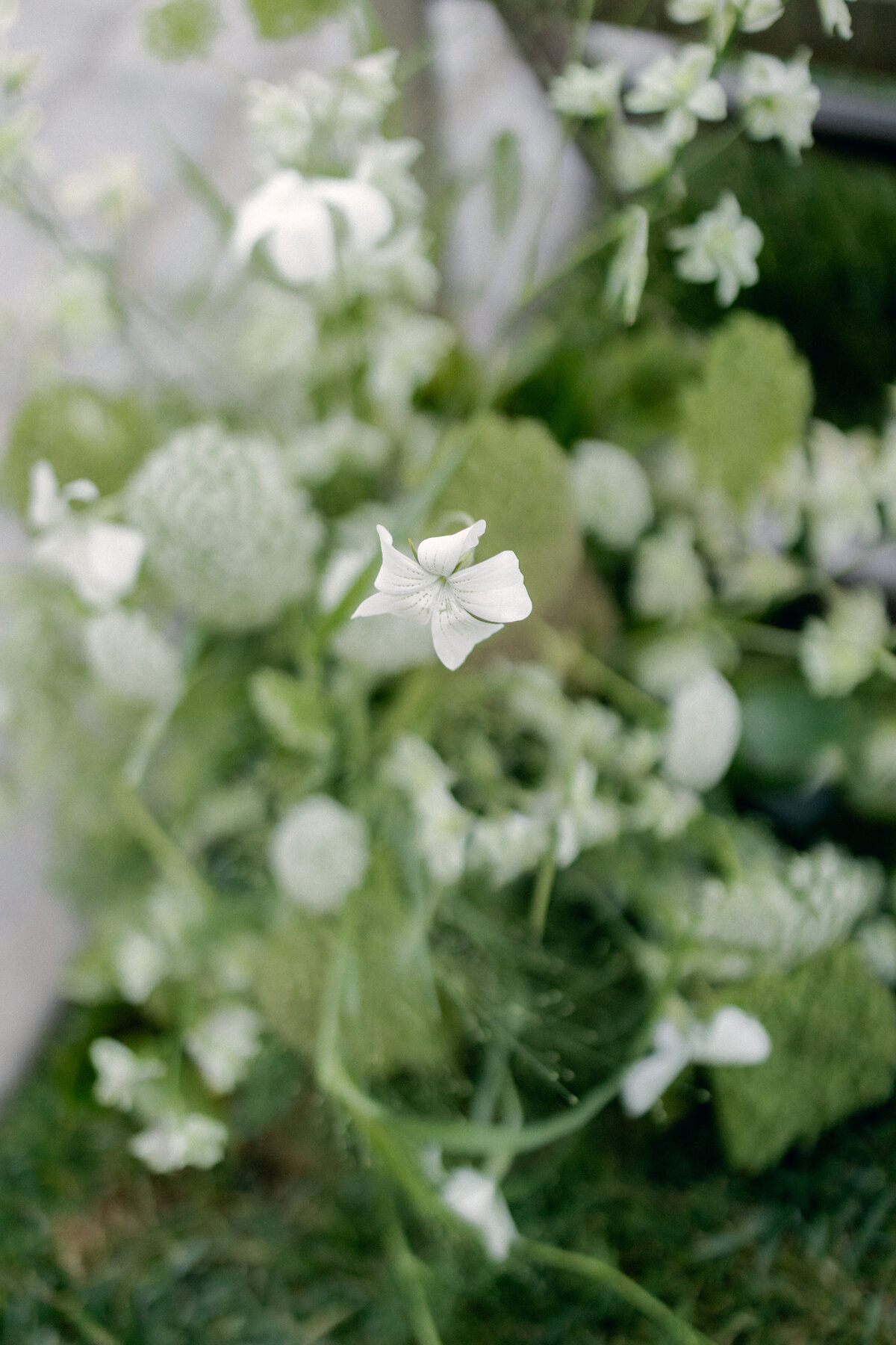 Phoebe & Jeremy Palm Event Center Wedding - Helena Wong Photography-218