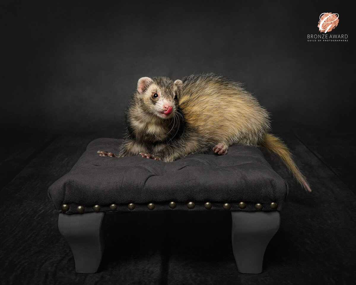 Elegantly posed and full of personality, this fine art portrait of a ferret, titled “Elegance in Repose” showcases the charm of an often-overlooked pet. Captured by Vancouver-based pet photographer, Pets through the Lens Photography, this image earned a Bronze Award from the Guild of Photographers. The minimalist studio setup, with its deep shadows and simple stool, emphasizes the ferret’s unique expression and texture, elevating it to a work of fine art. For pet owners seeking award-winning fine art pet photography in Vancouver, Pets through the Lens Photography creates timeless, sophisticated portraits that turn every pet into a masterpiece.