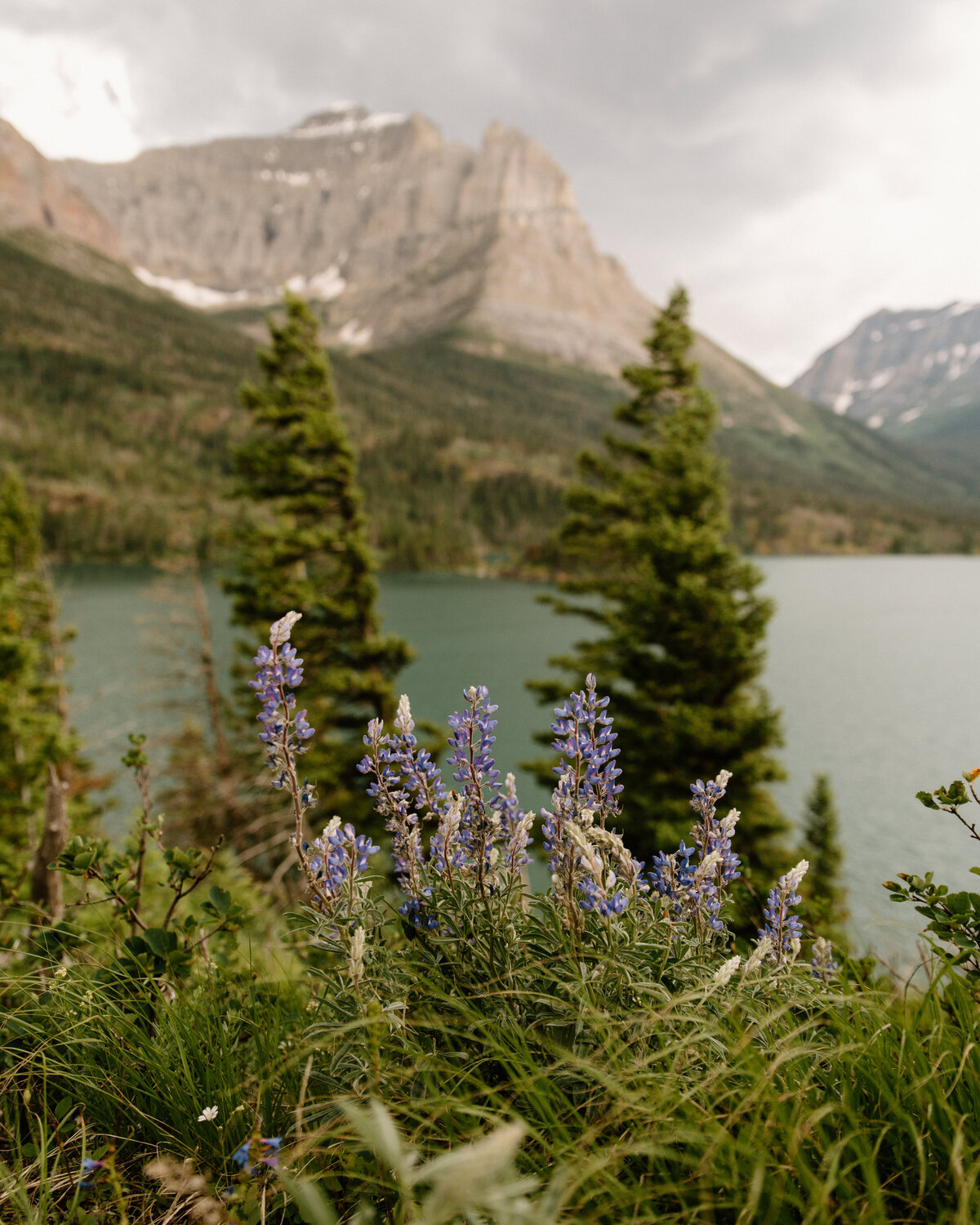 glacier_national_park_wildflowers_01