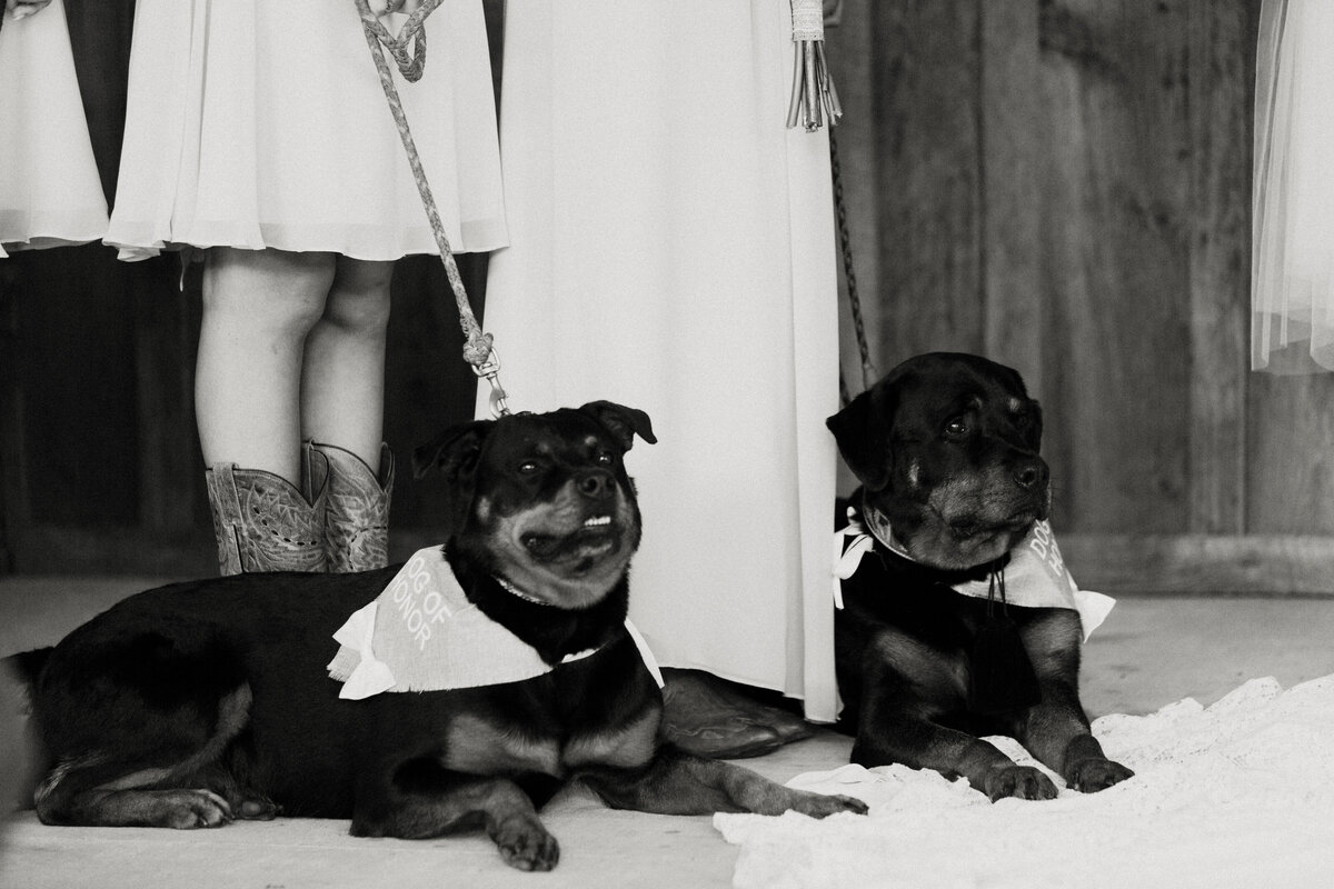 colorado-wedding-photographer-in-soddy-daisy-tennessee-at-mountain-heights-venue-near-nashville-horse-dog-lake-barn-242