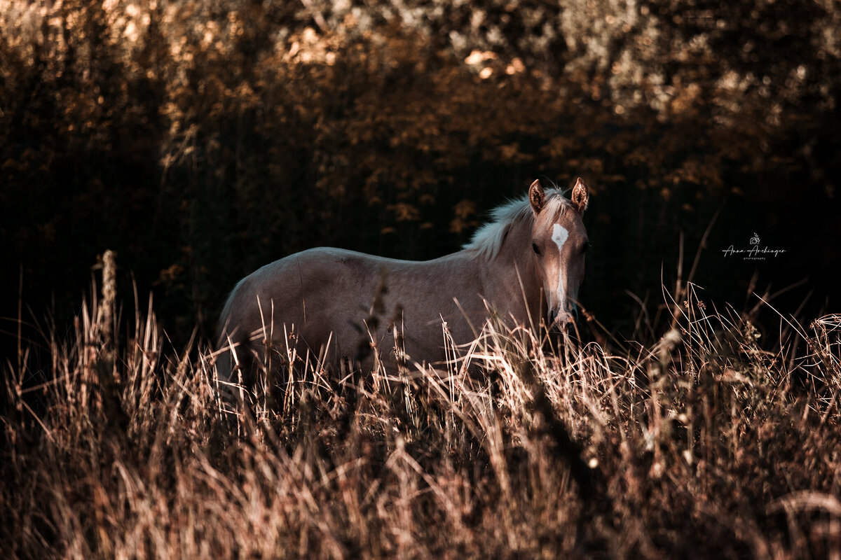 Western Horse Foal
