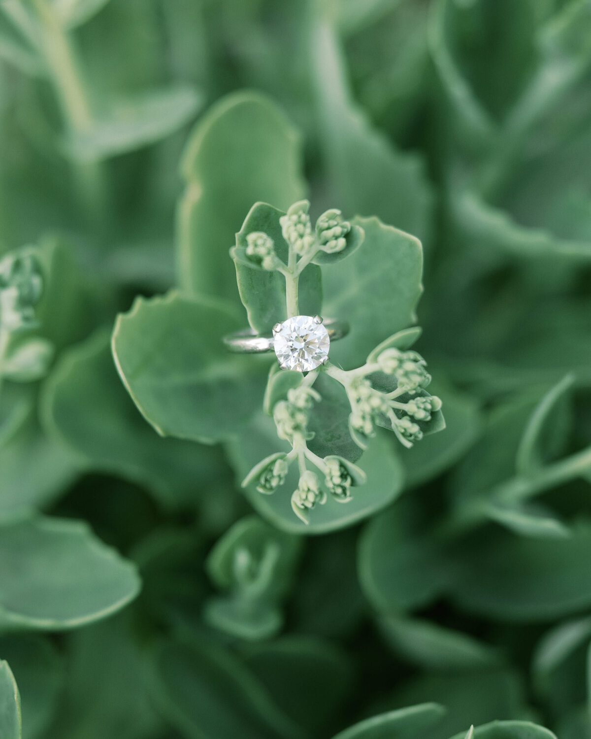 Diamond engagement ring on greenery, Columbus session by Philadelphia photographer.