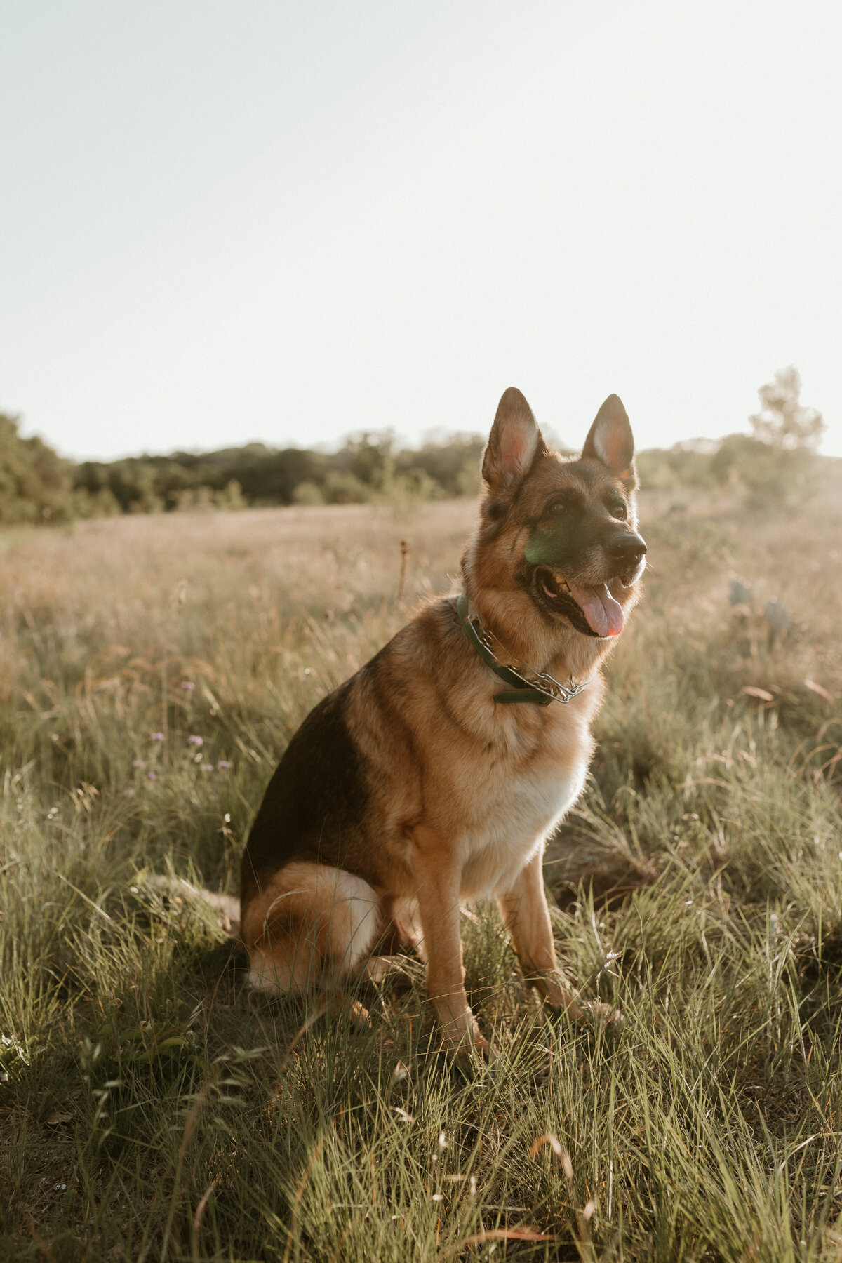 Georgetown Pet Photographer