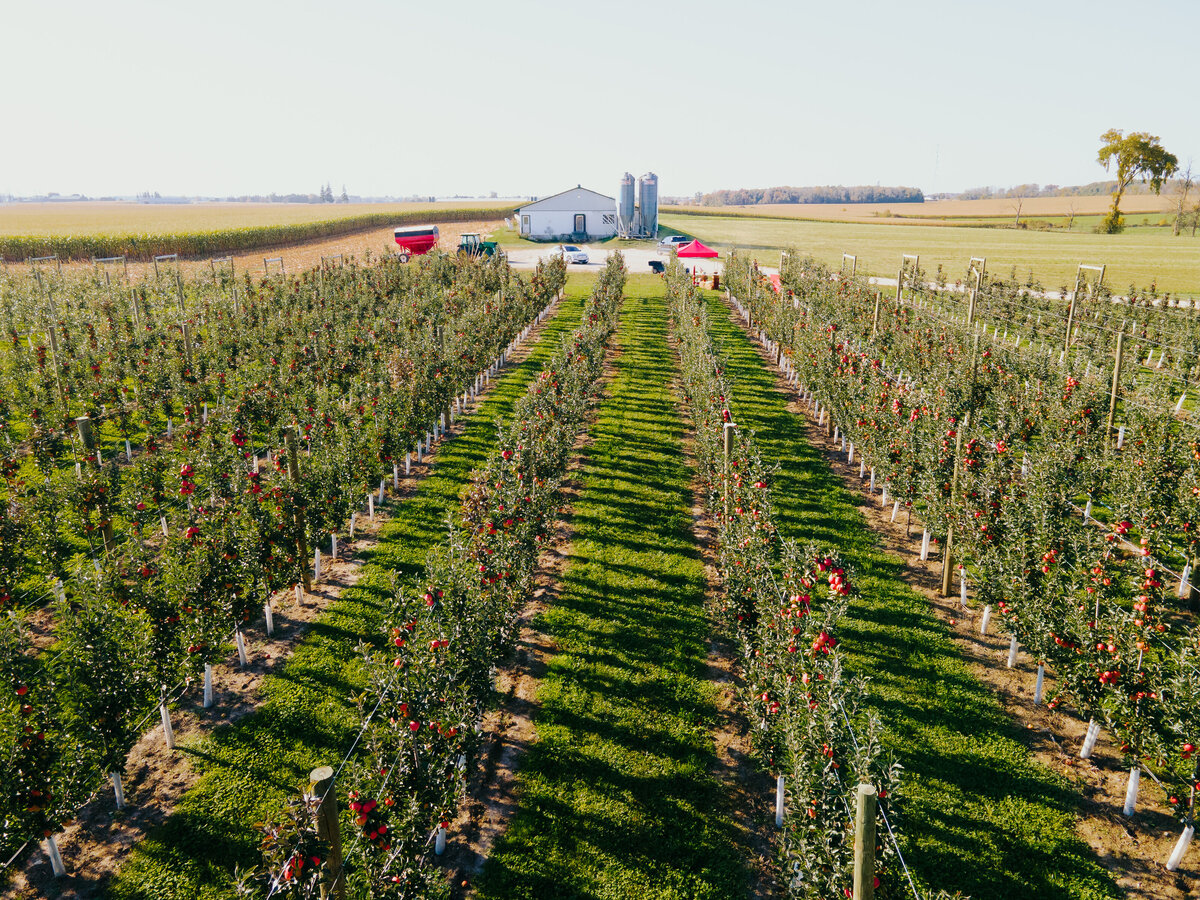 Aerial view of the orchard with family barn in the distance.