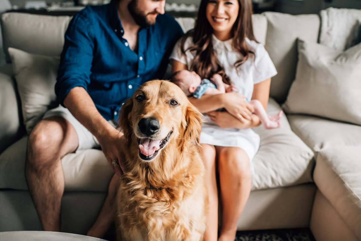 Newborn Photographer, Golden retriever in front of the camera with family in the background snuggling new baby on the couch.