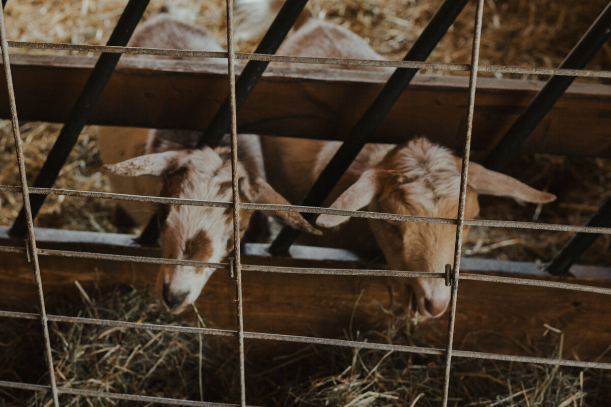 grace-and-jonah-gibsons-farm-wedding-chelsea-brown-photography-35