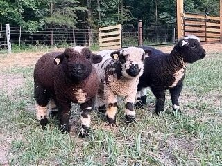 Farm Tours 4