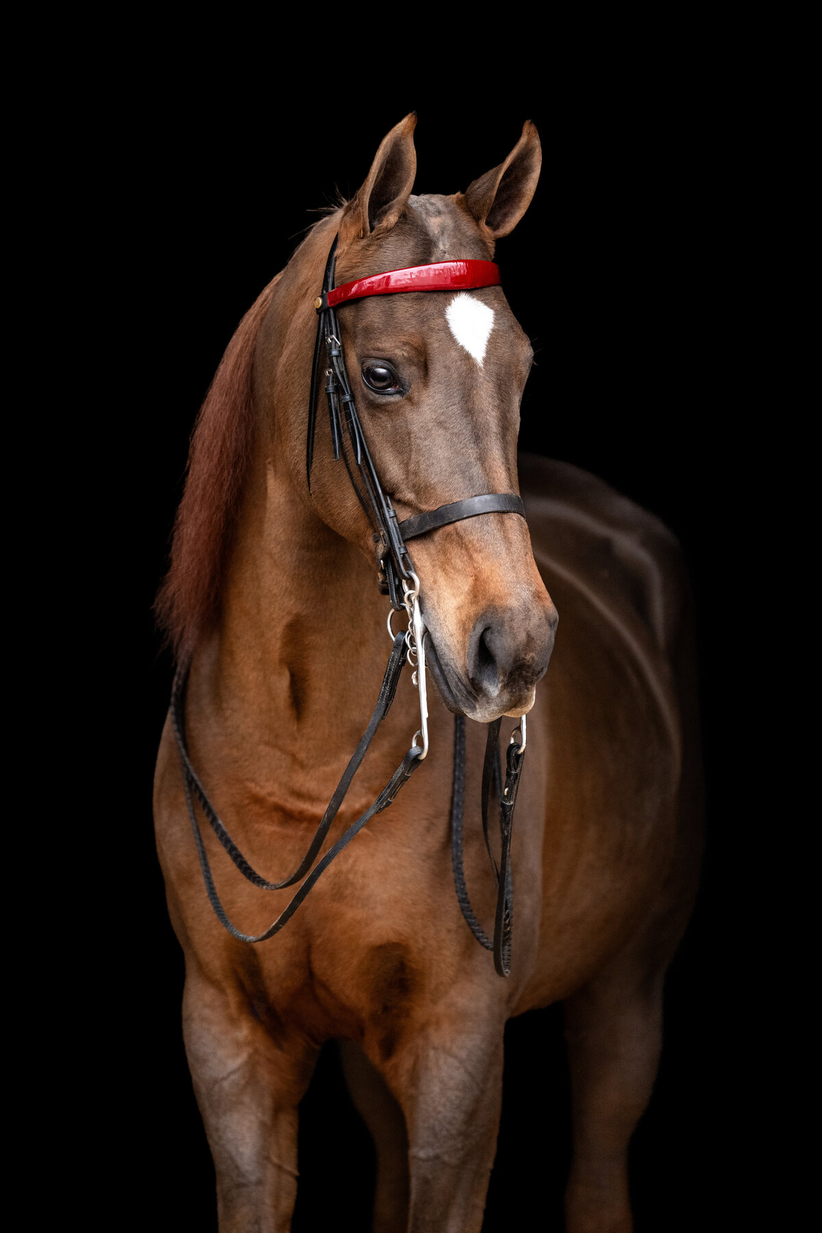 Saddlebred horse photographer takes fine art pictures of mare at Heathermoor Farm and Riding Academy.