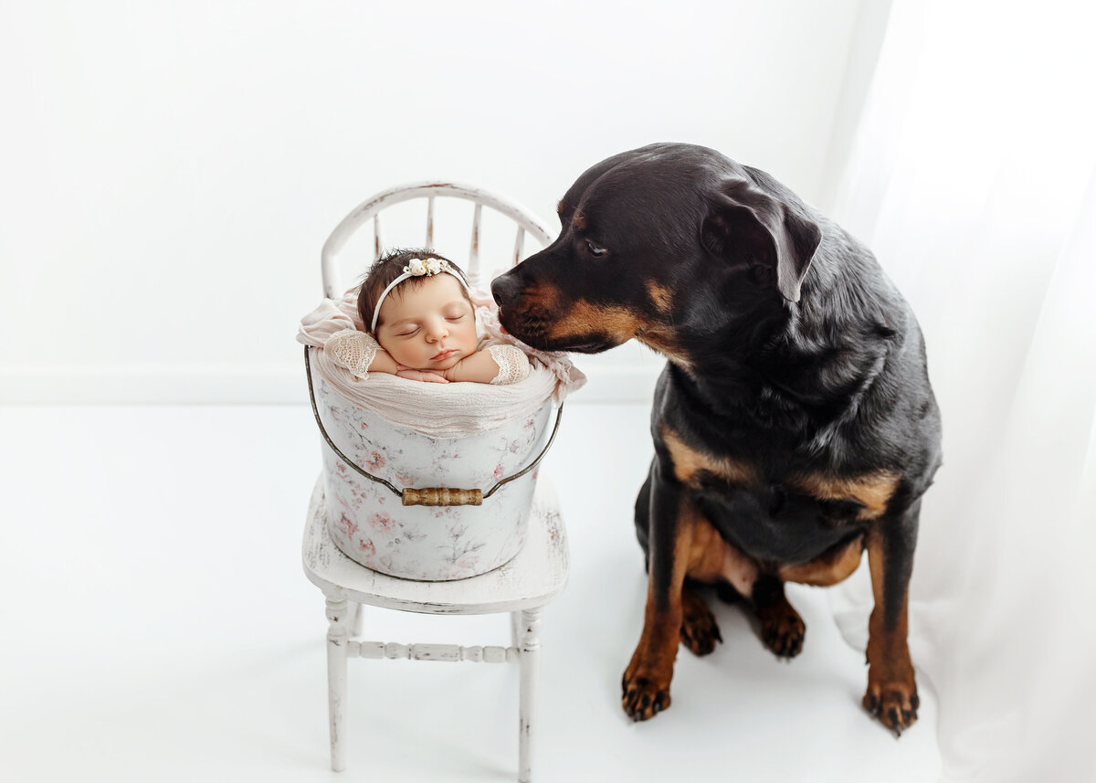 NJ-newborn-pet-photography