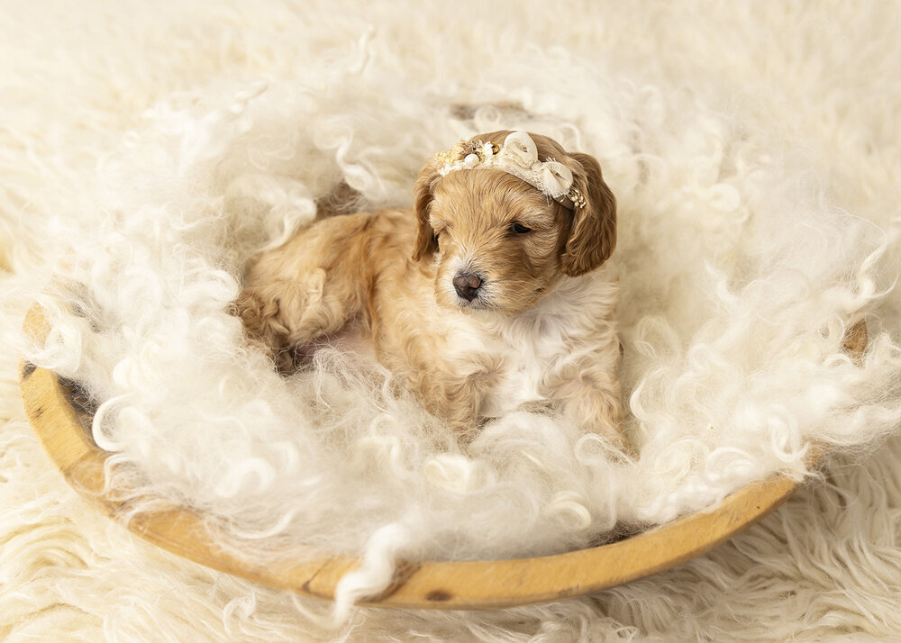 PETS_PUPPYCREAMCAVOODLEDOG