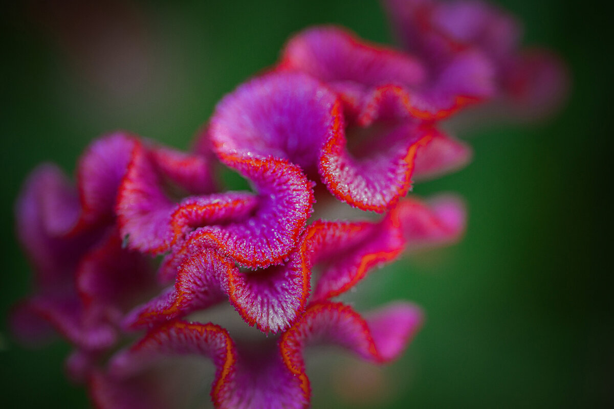 *DITLMacro-4