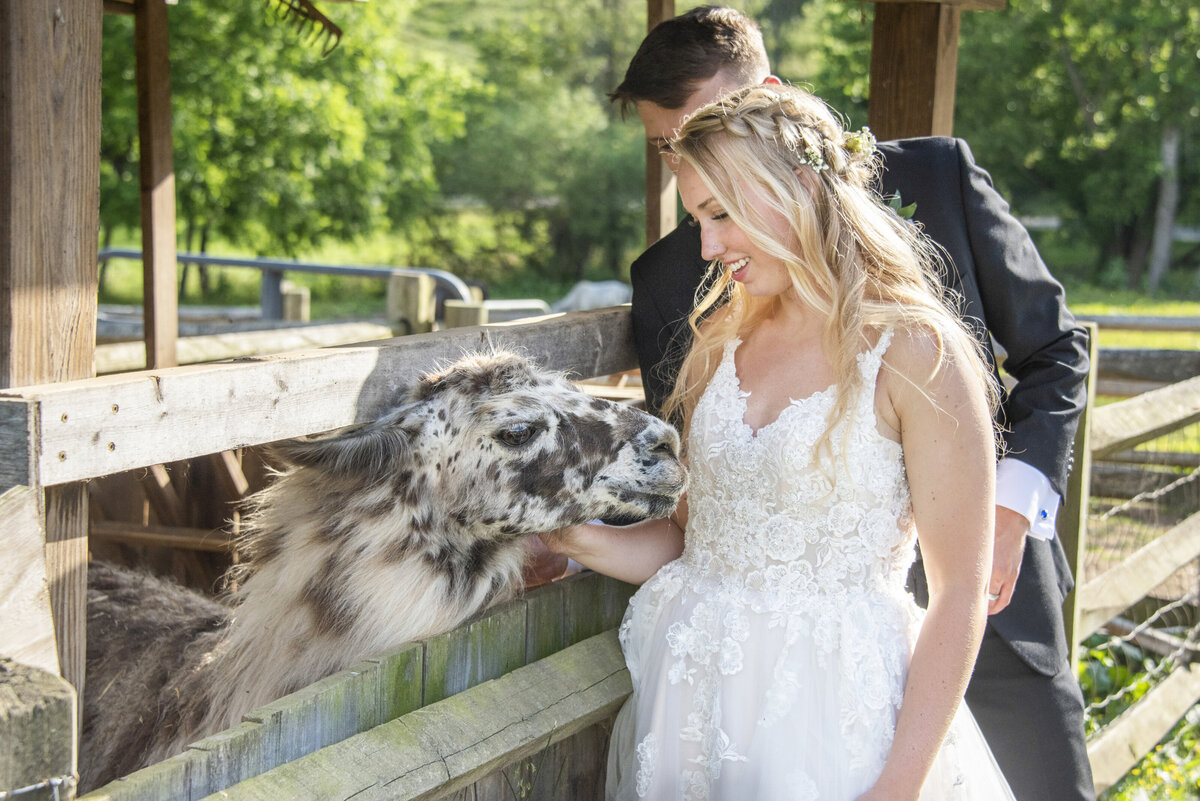 Couple petting llama Claxton Farm Asheville NC wedding photographer
