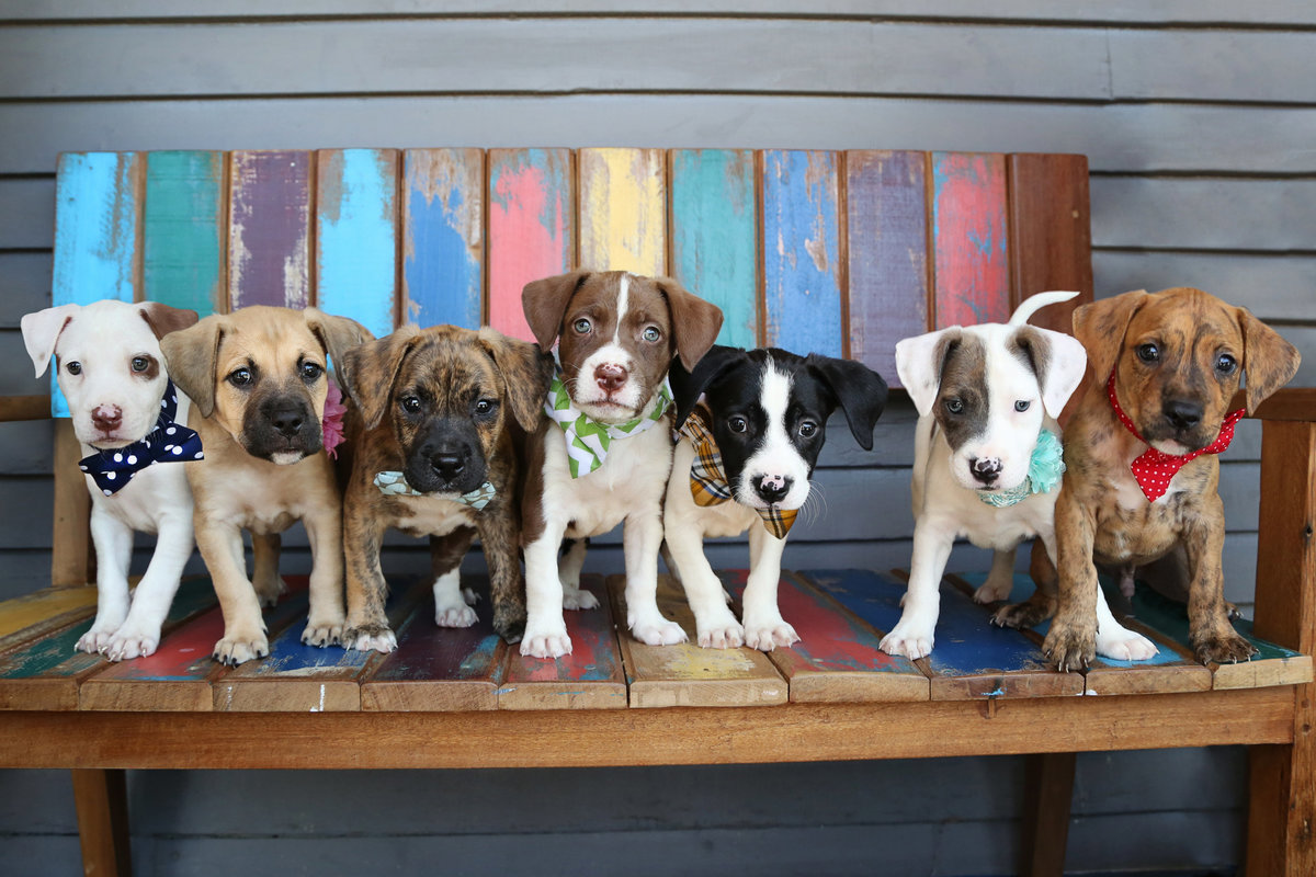 Peanut Pups group pic