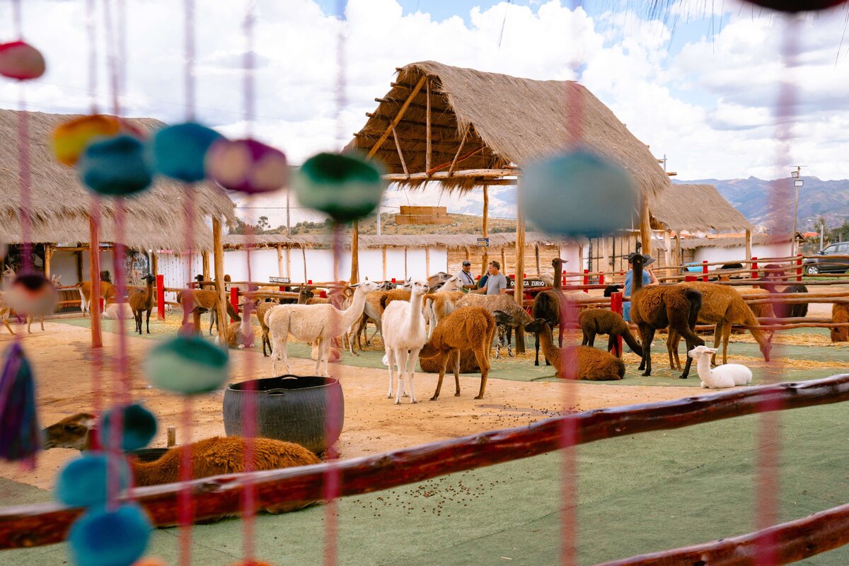 meredith-ewenson-salkantay-trek-peru-legit-trips-alpaca-llama-farm