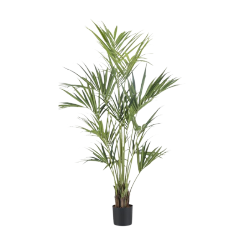 Kentia Palm