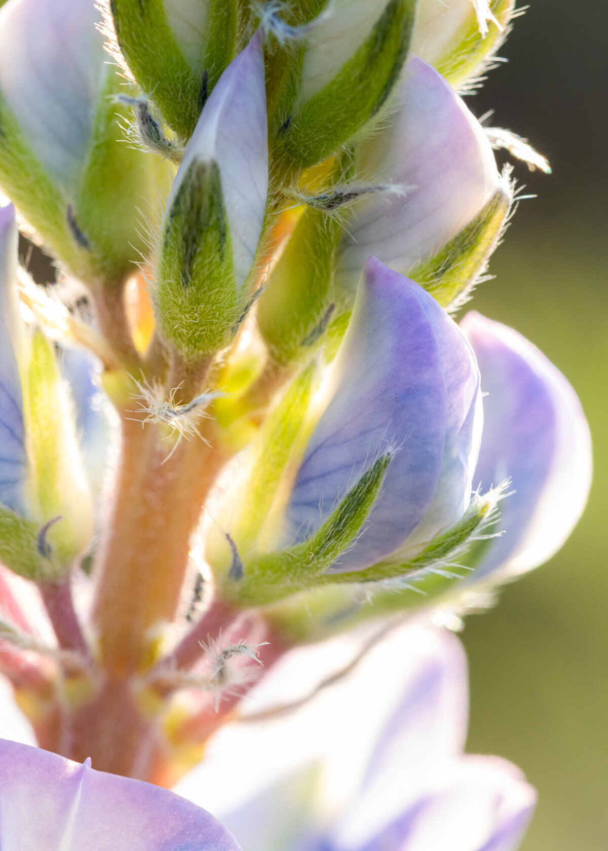 Backlit Montana purple lupine wildflower