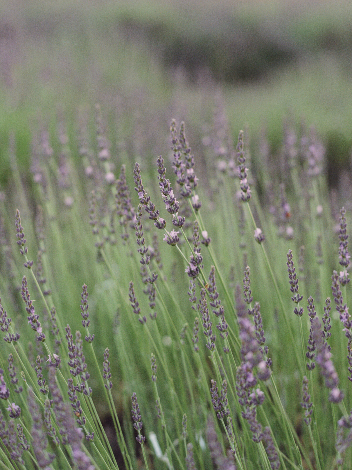 Pageo Lavender Farm Wedding-8