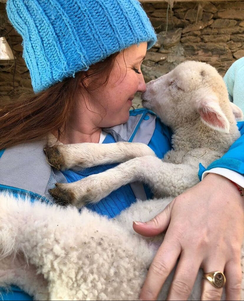 Lamb Hugs in Ireland Bunny Love-Schock 