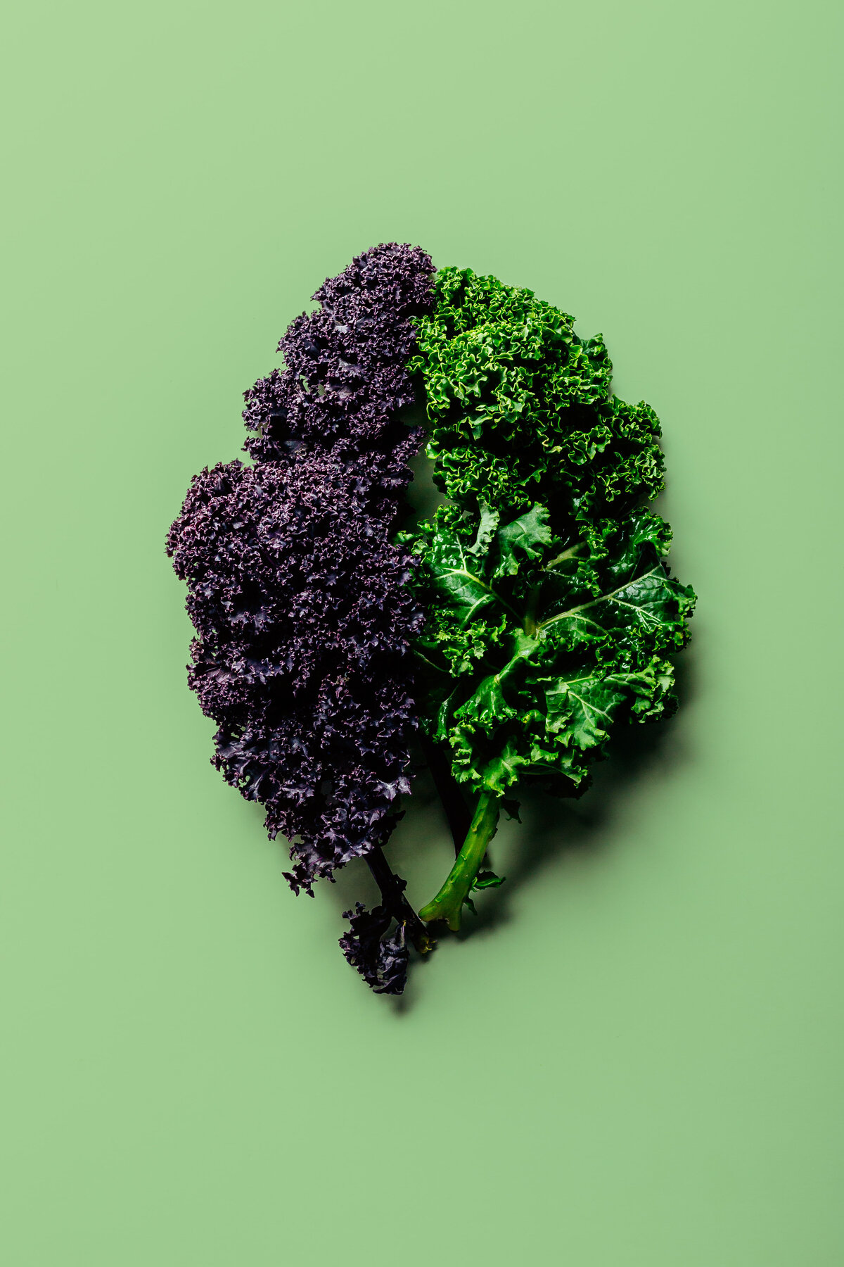 Green and Purple Kale Leaves Coloricious Food Photography