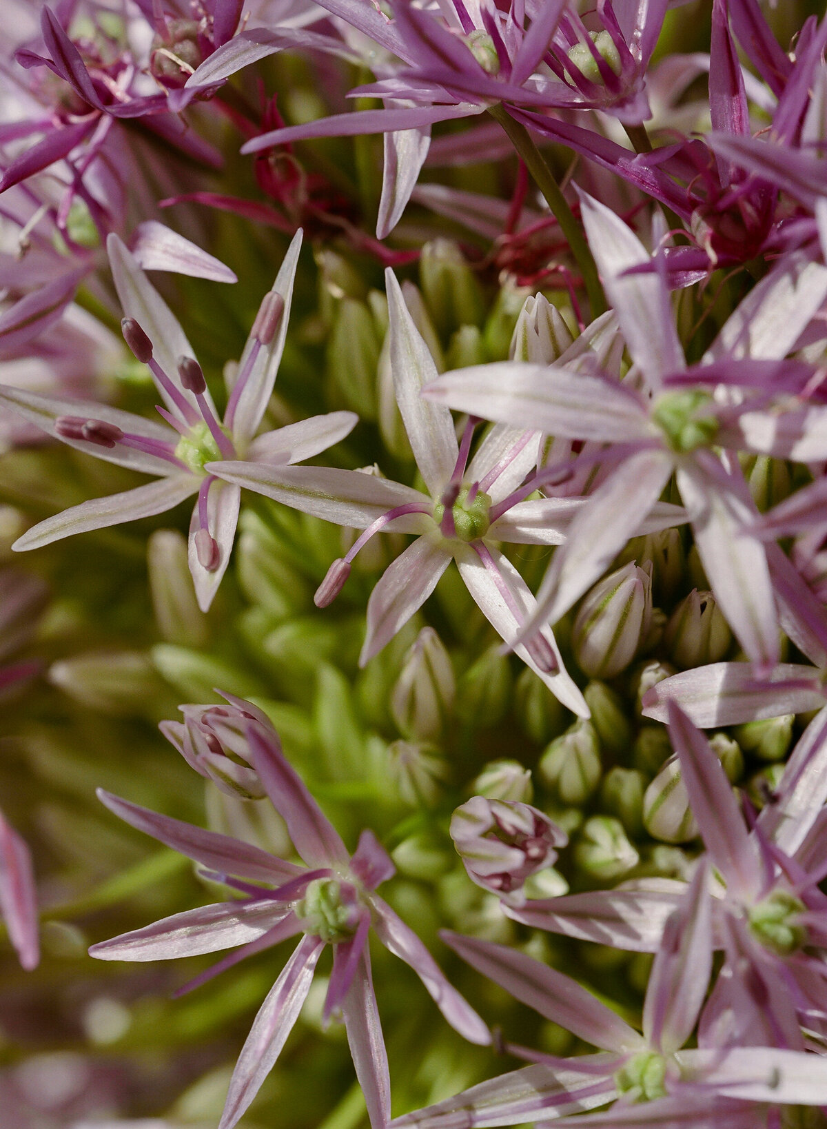 DT-25-siren floral workshop-4