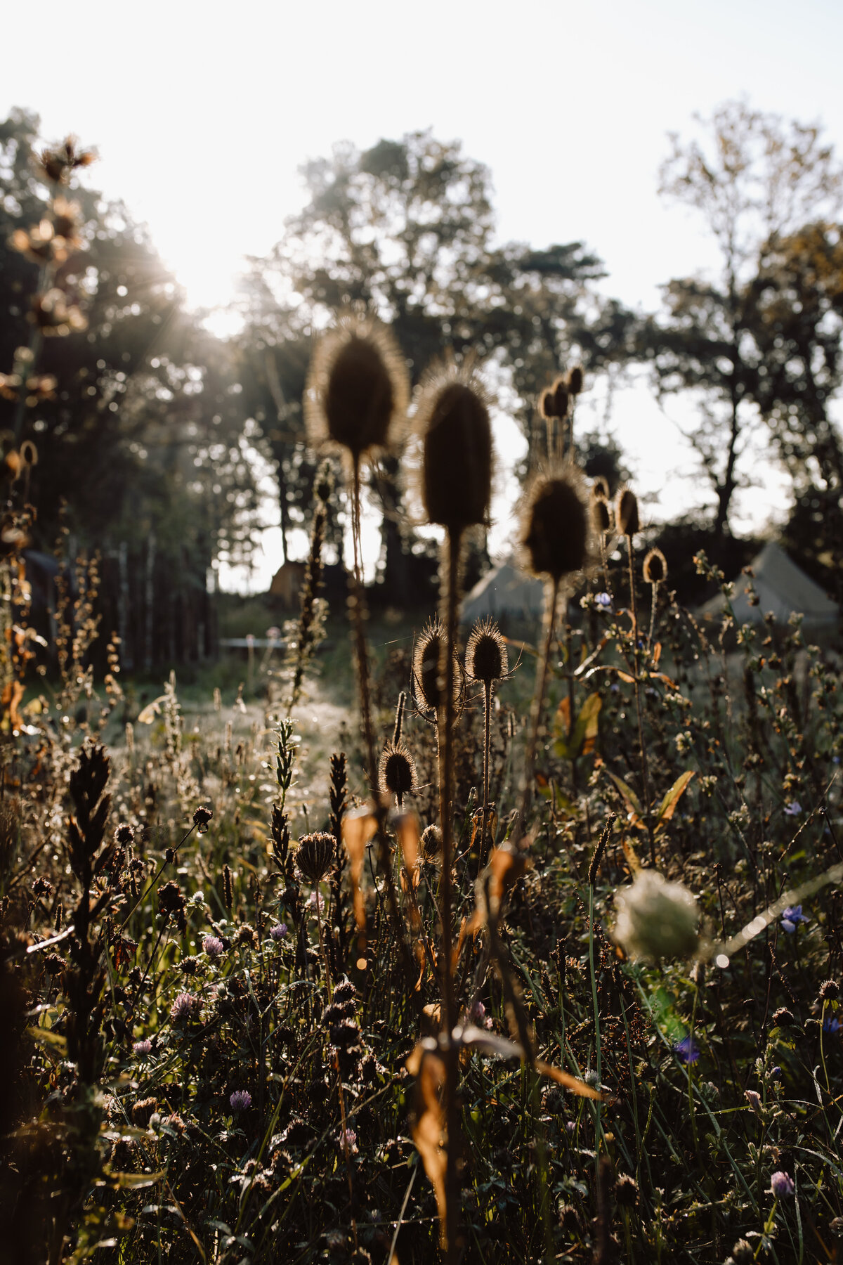 LaJolaPhotography_WonderWoods_0924-233