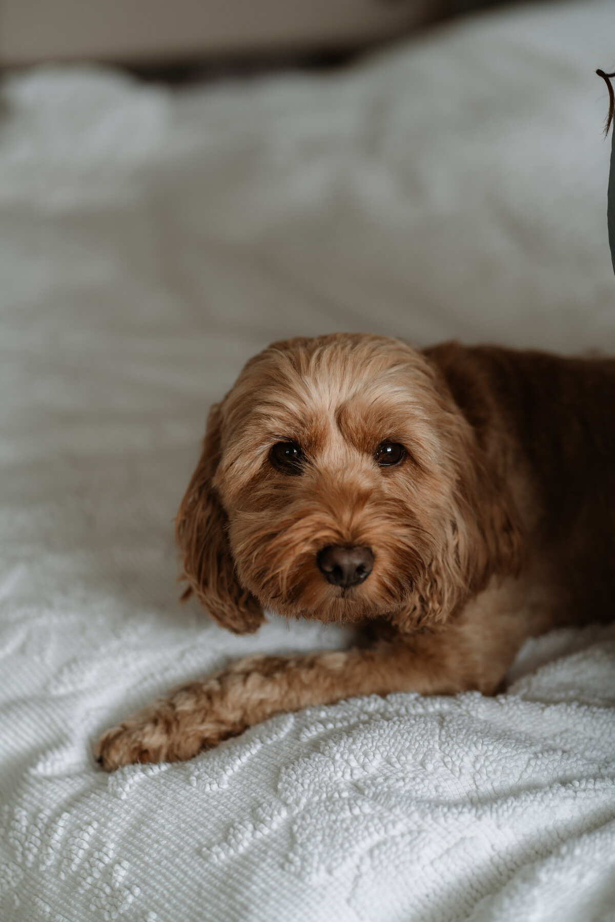 GraceDovePhotography_Charlie-Newborn-Session-3