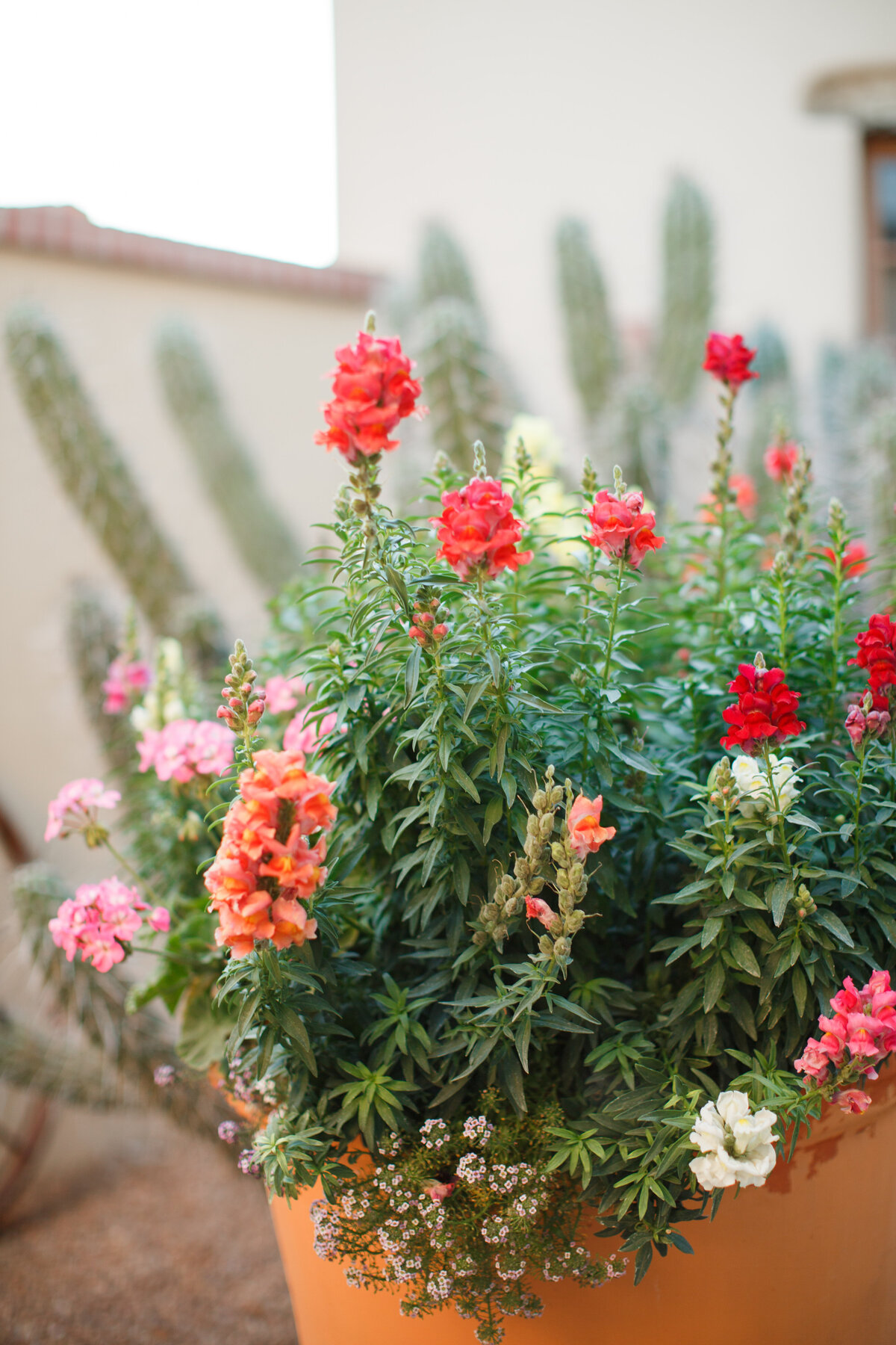 Colorful Desert Potted Flowers