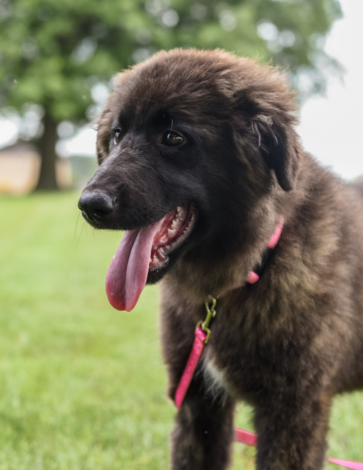 estrelamountaindogs.com 2025 litter