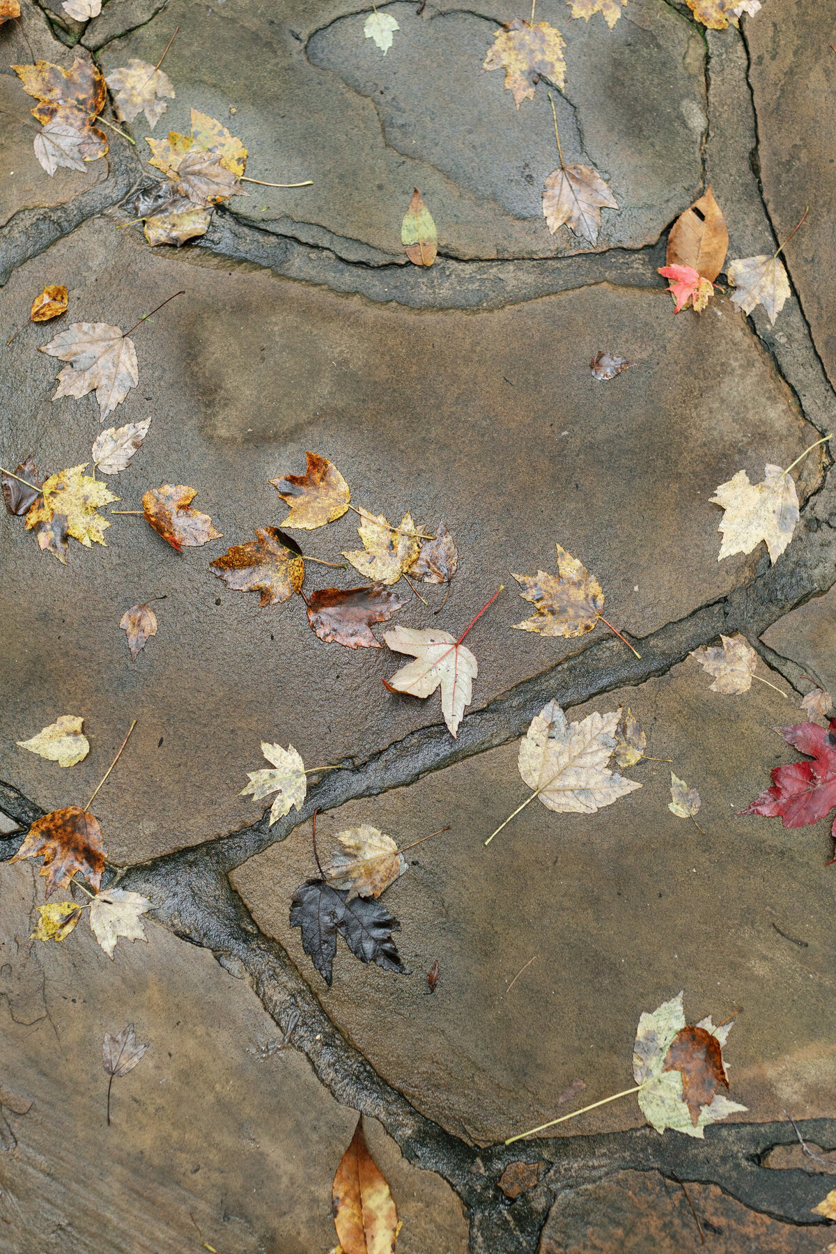 wet-fall-leaves