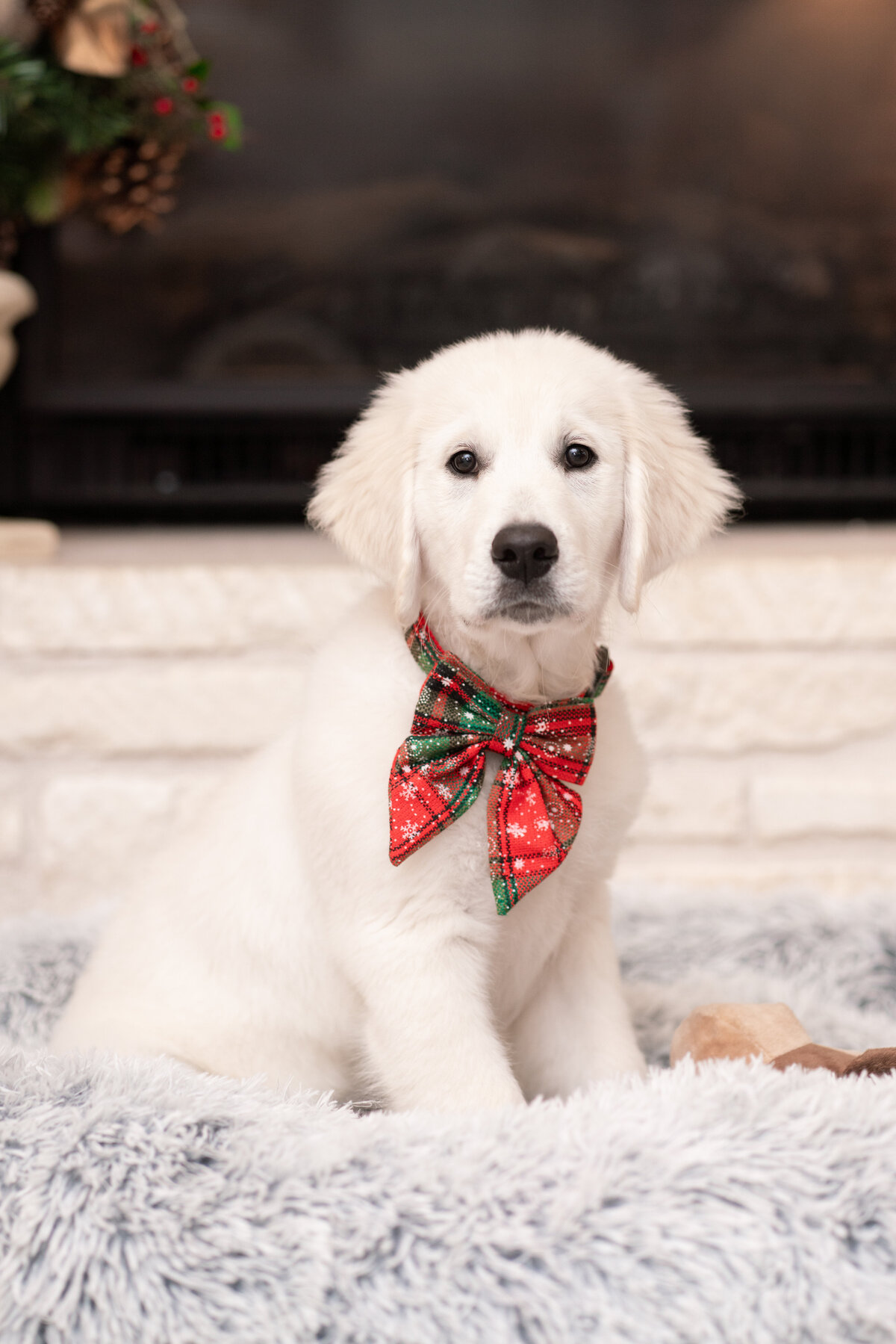 Austin Texas Family photo of puppy by the fireplace.