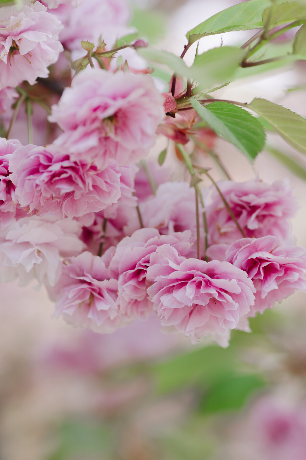 4K2A0632