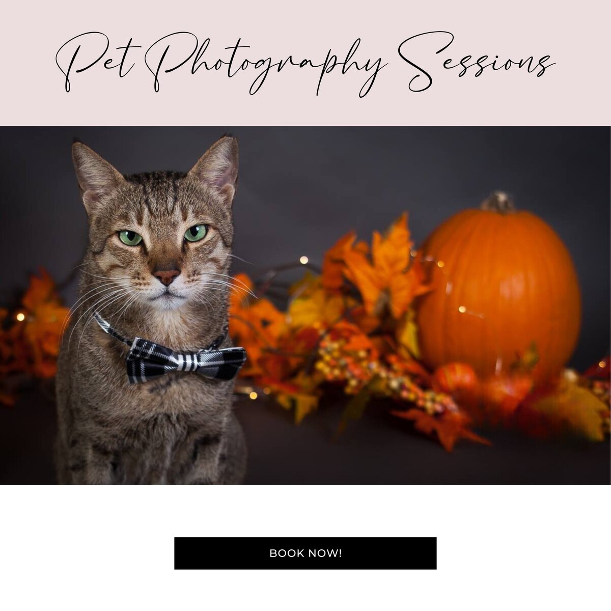 Pet Photography