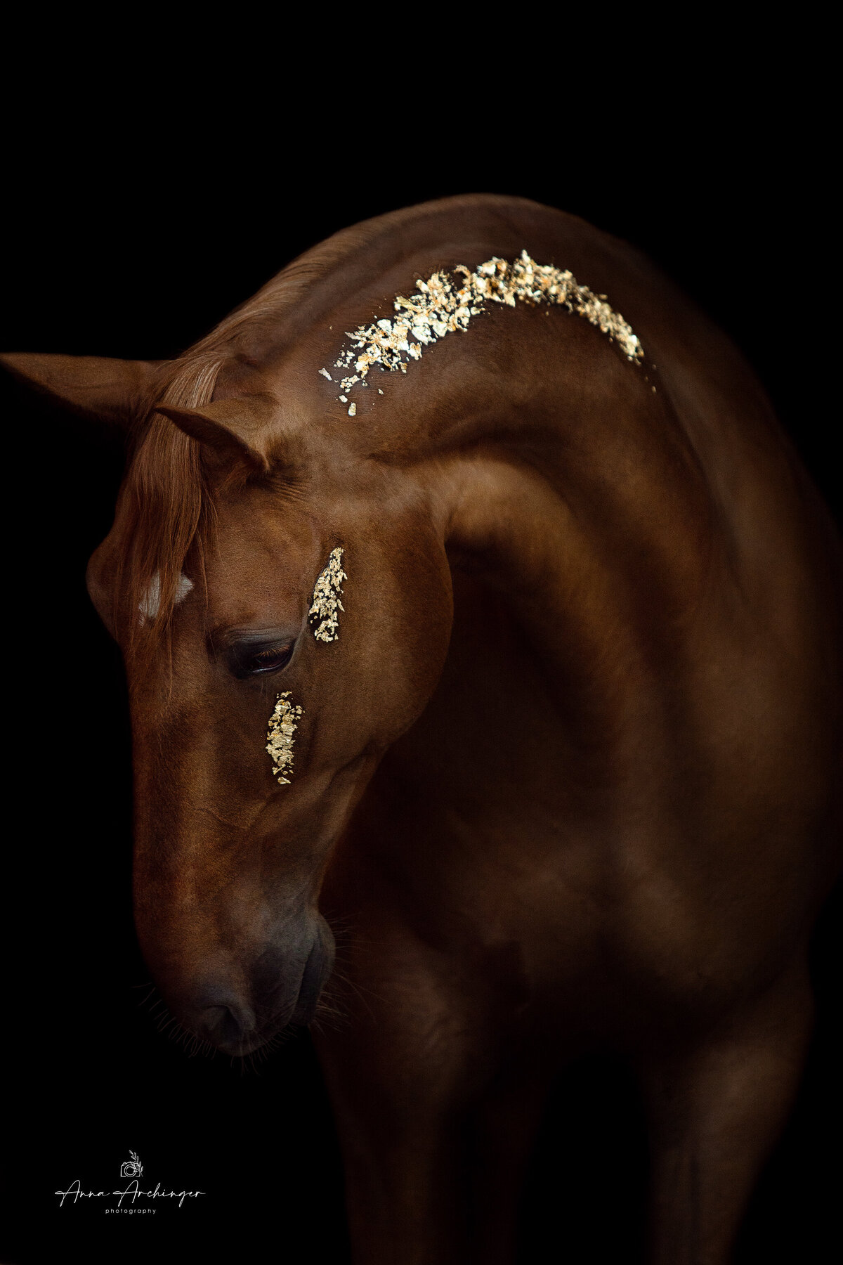 Horse Fine Art Photography