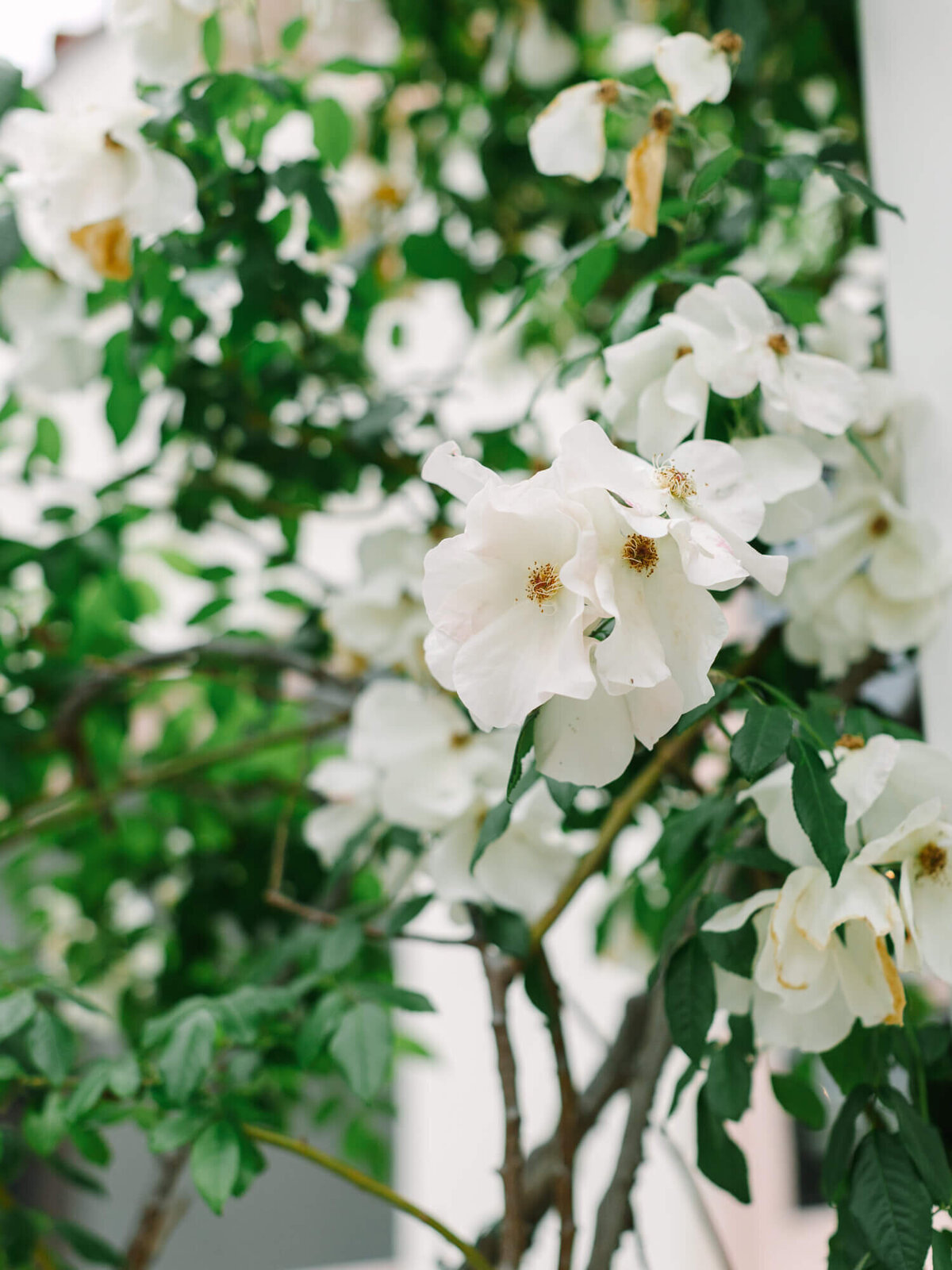 White roses in full bloom on a bush, surrounded by lush green leaves. The scene conveys a serene and natural beauty, with soft lighting.